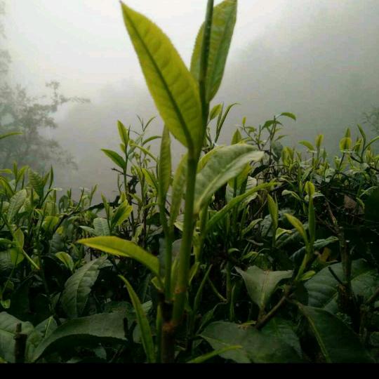 双柏-鄂嘉-罗永祥