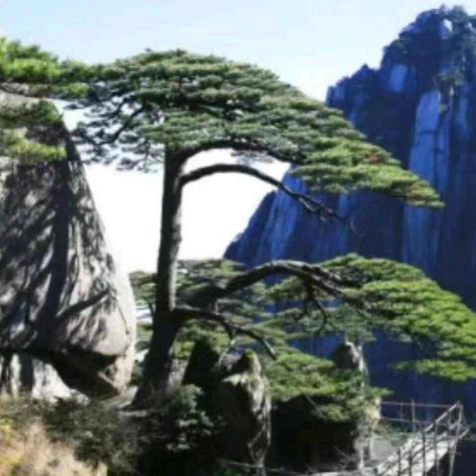 黄山一棵松