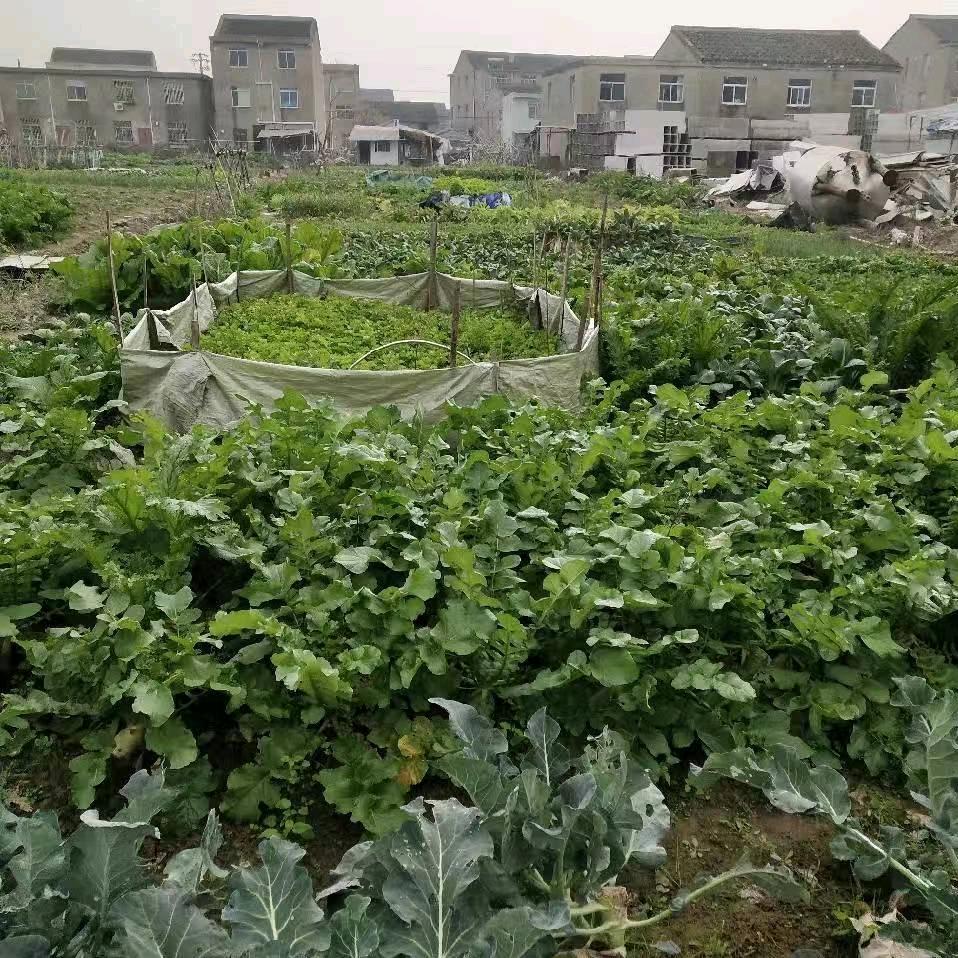 香联
