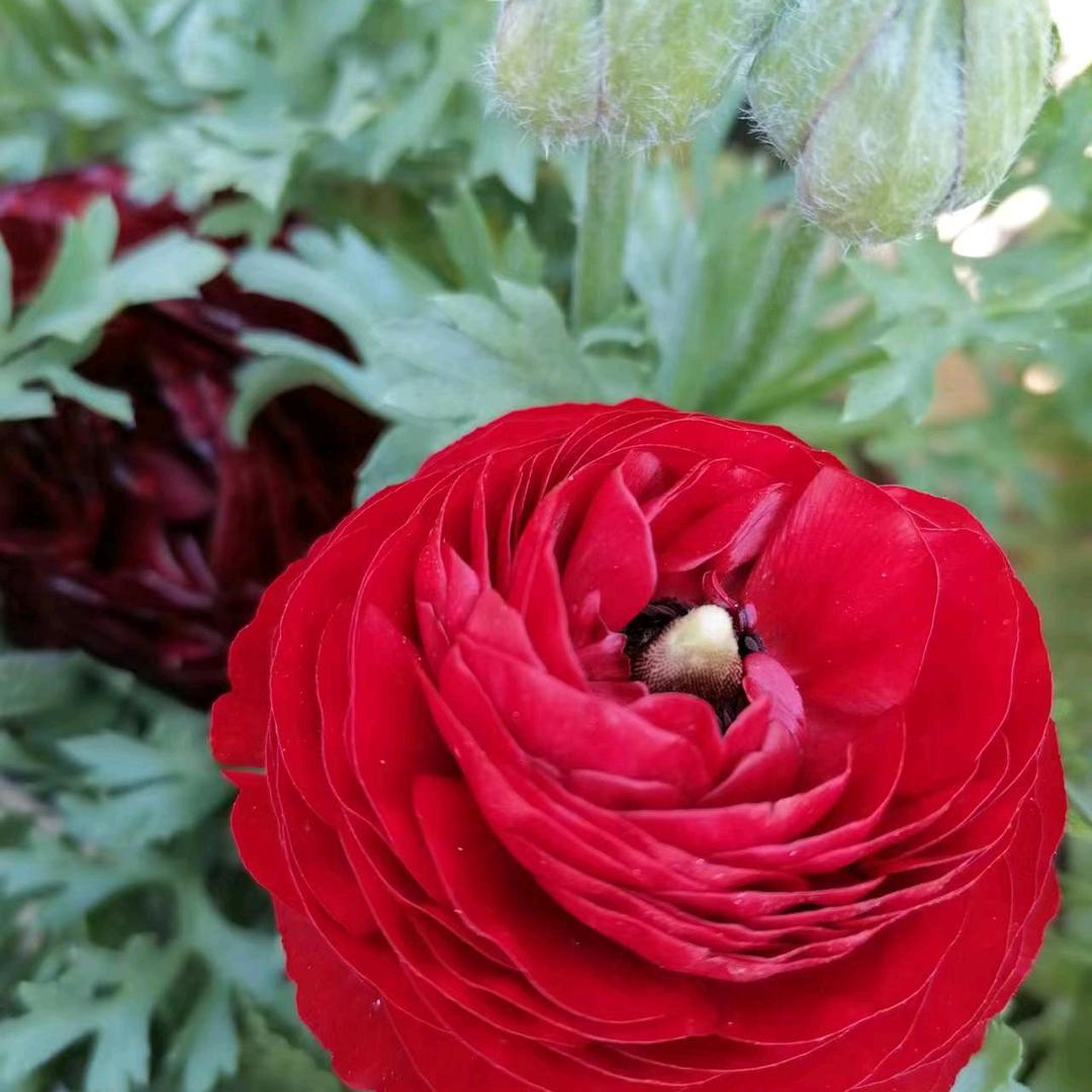 王保花