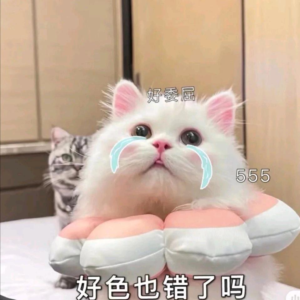 大迪大🚀