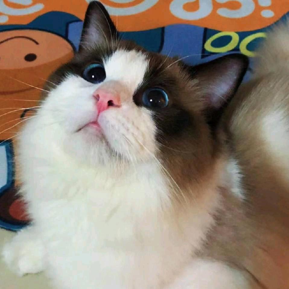 馨小艺宠物用品