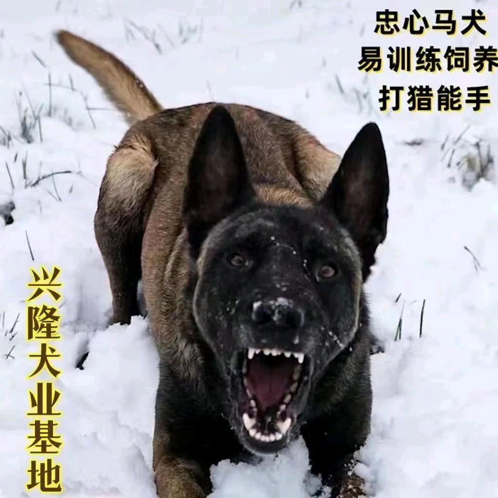 我的保镖马犬