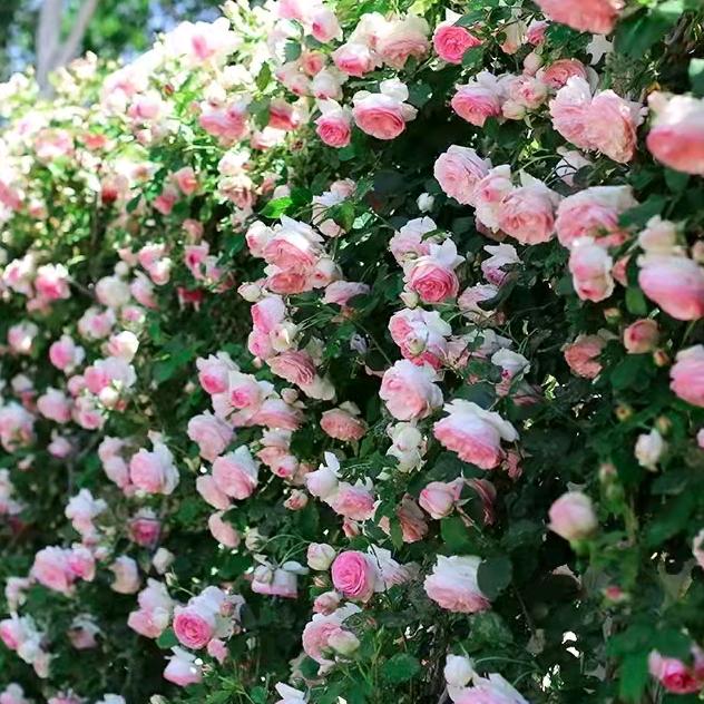 心怡花卉 老兵之家