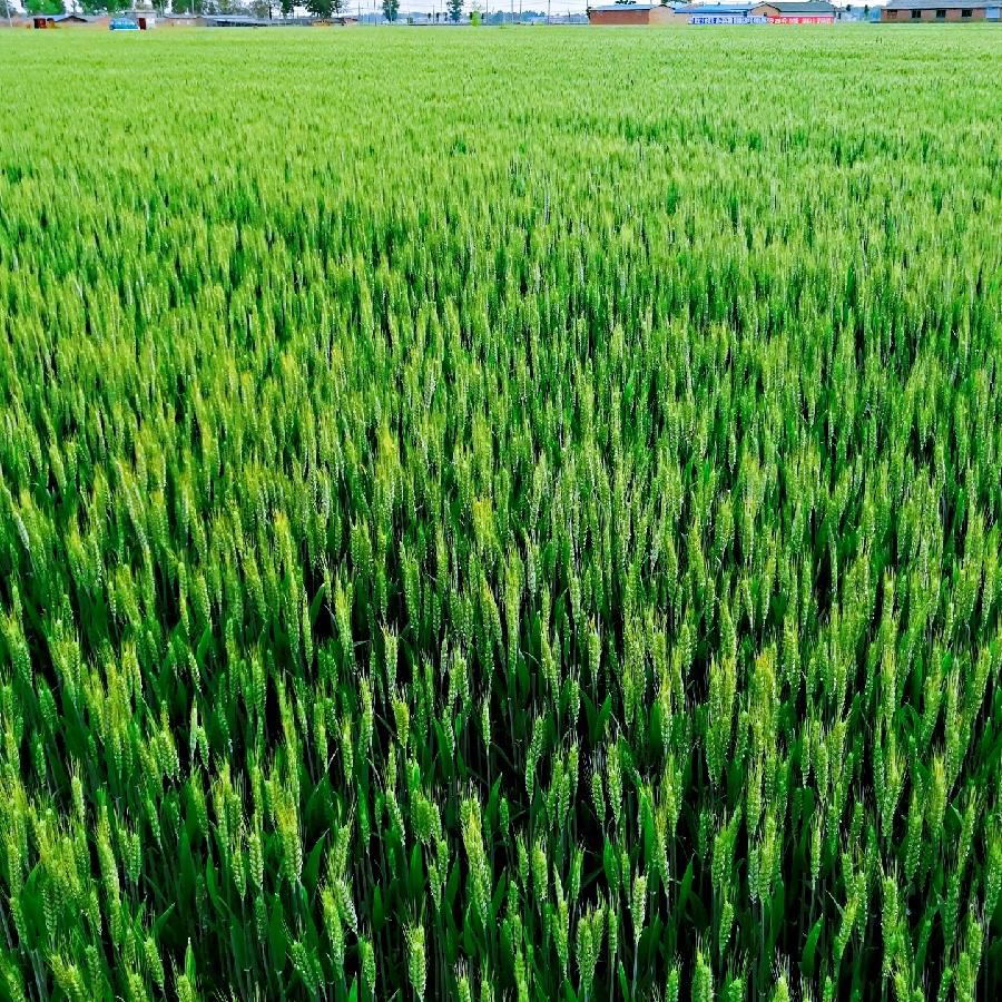 一缕清风～～