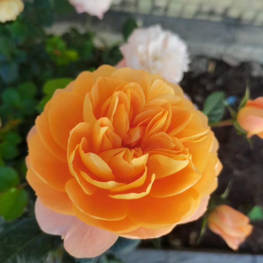 红尘染指的青春