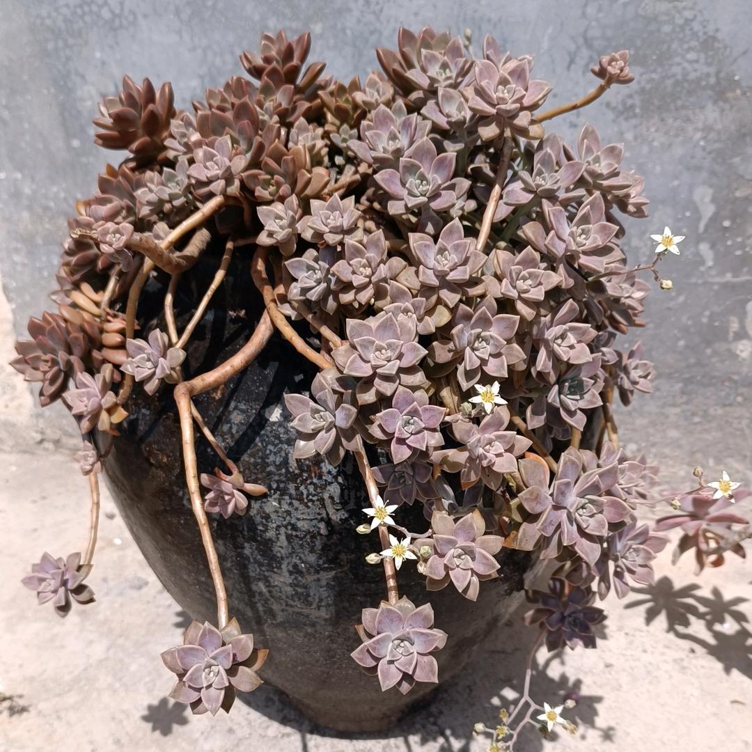 勇士VS湖人开幕战