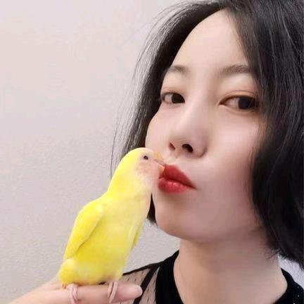缘缘家的手养鸟
