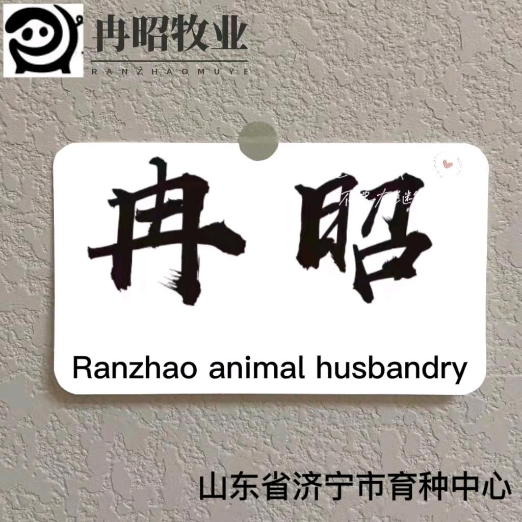 【冉昭牧业】种猪