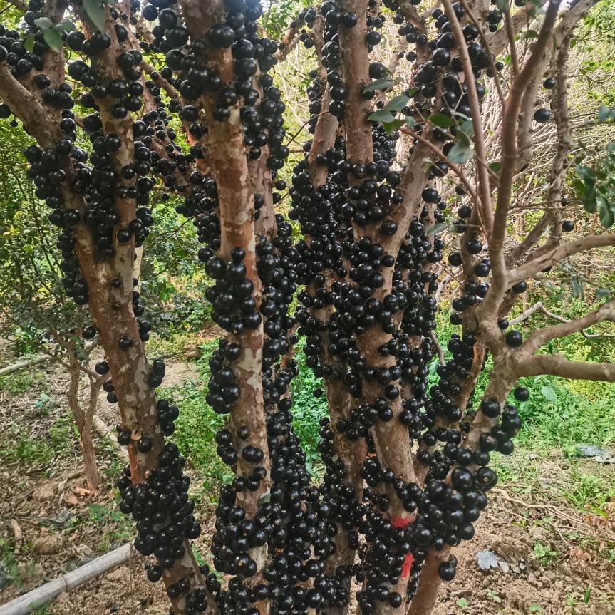小郑家园艺@