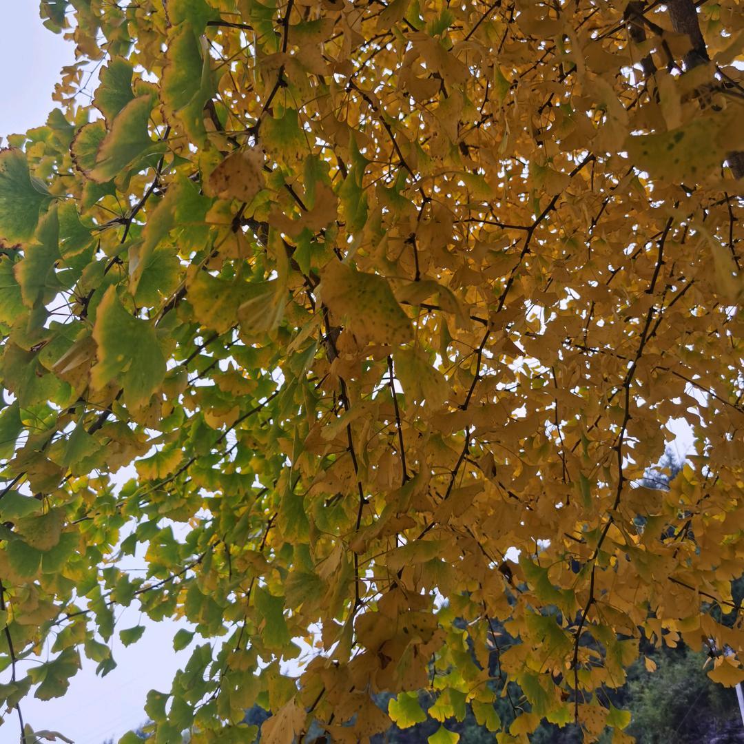 ◉ɷ◉ 半如意◉ɷ◉