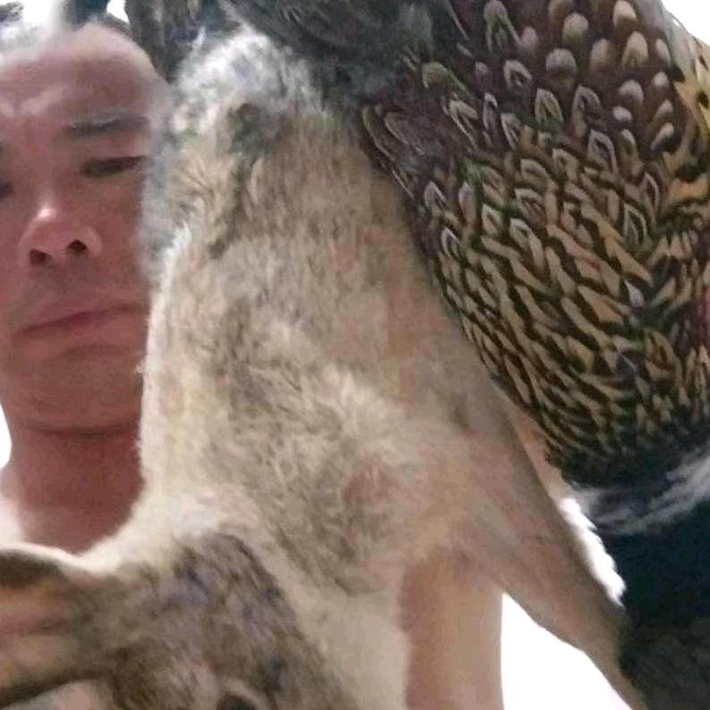 兔子王