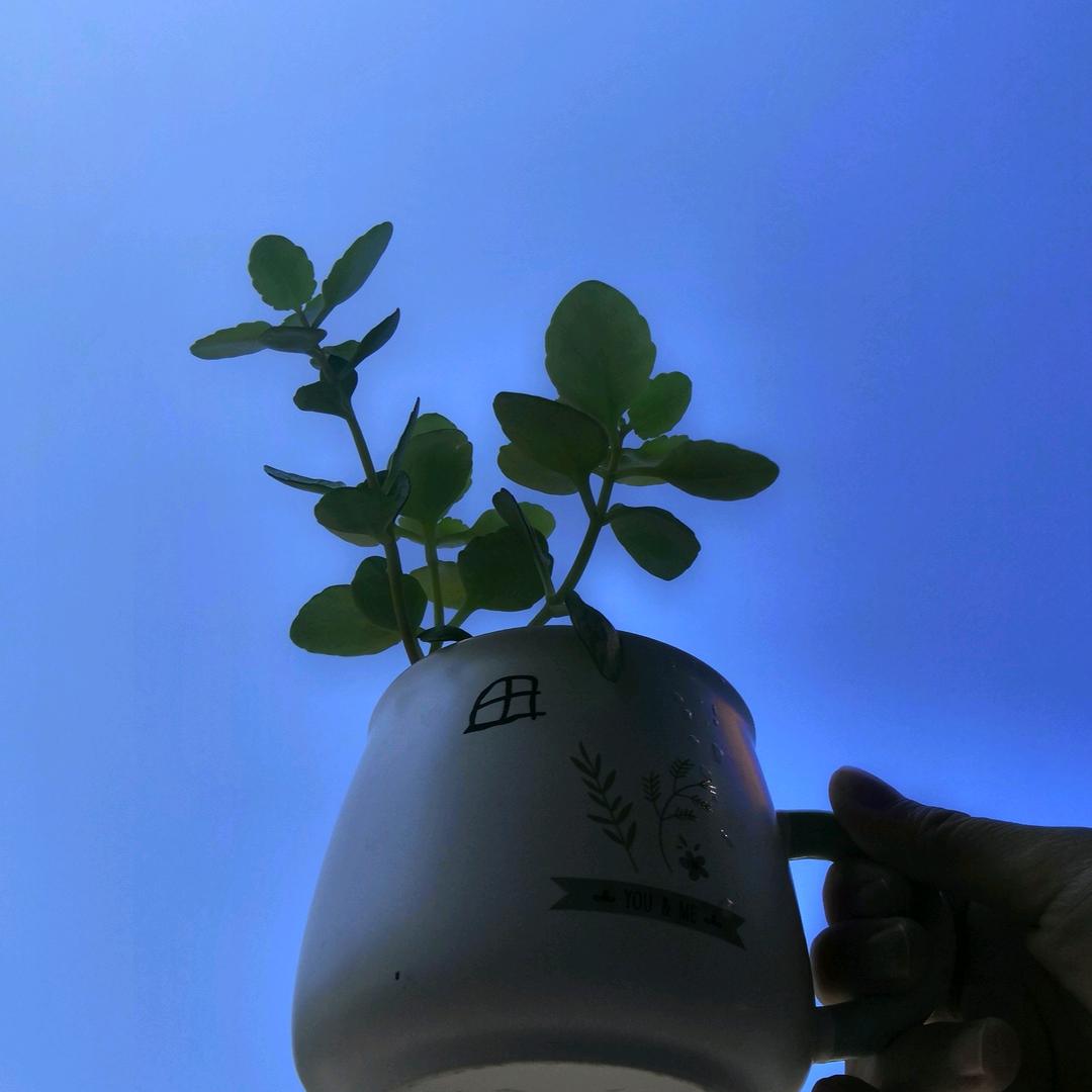 天玺园·梅子