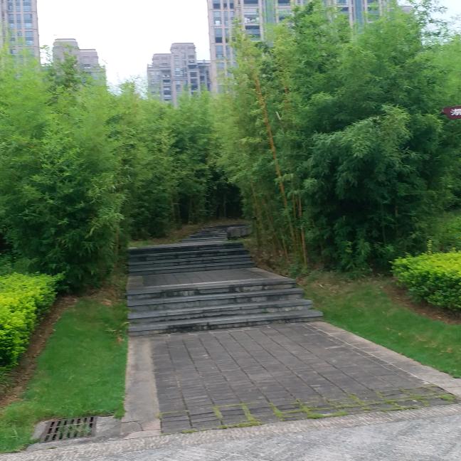 Qin燕子
