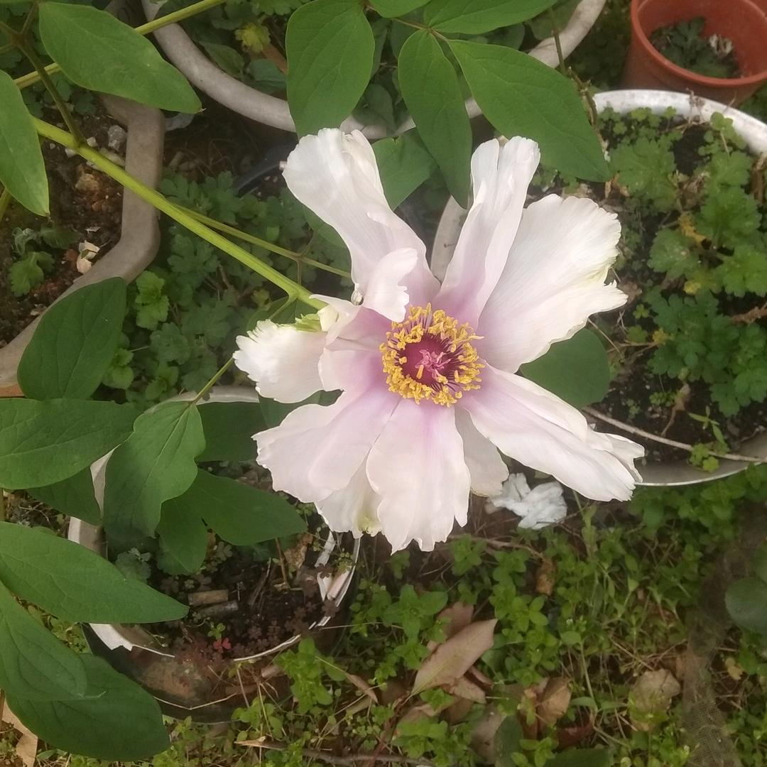 纤纤