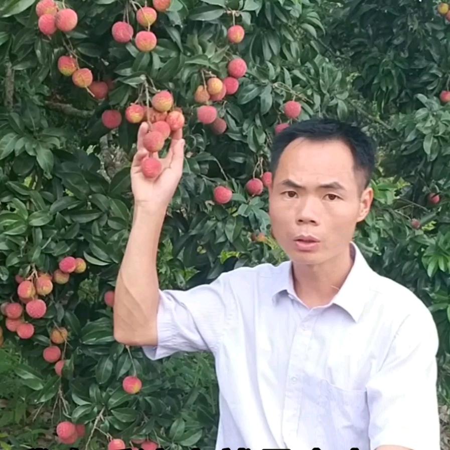 桂平市麻垌鹏辉荔枝种植专业合作社