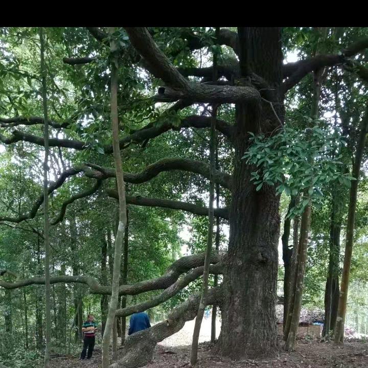 小岑