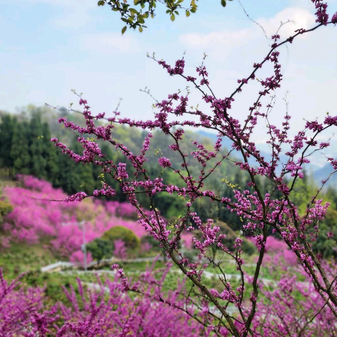 鱼头像