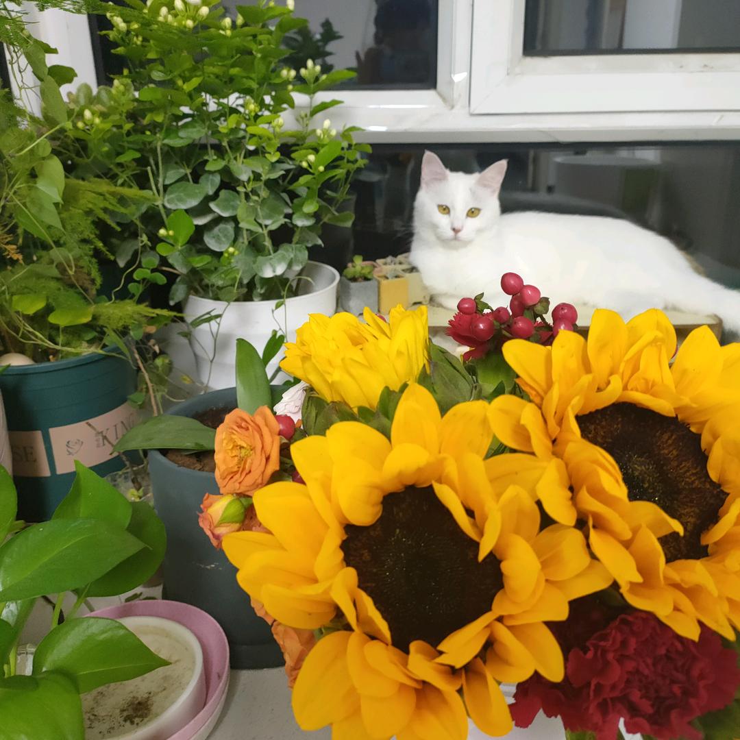 九斤宝宝和他的猫（互关互粉）