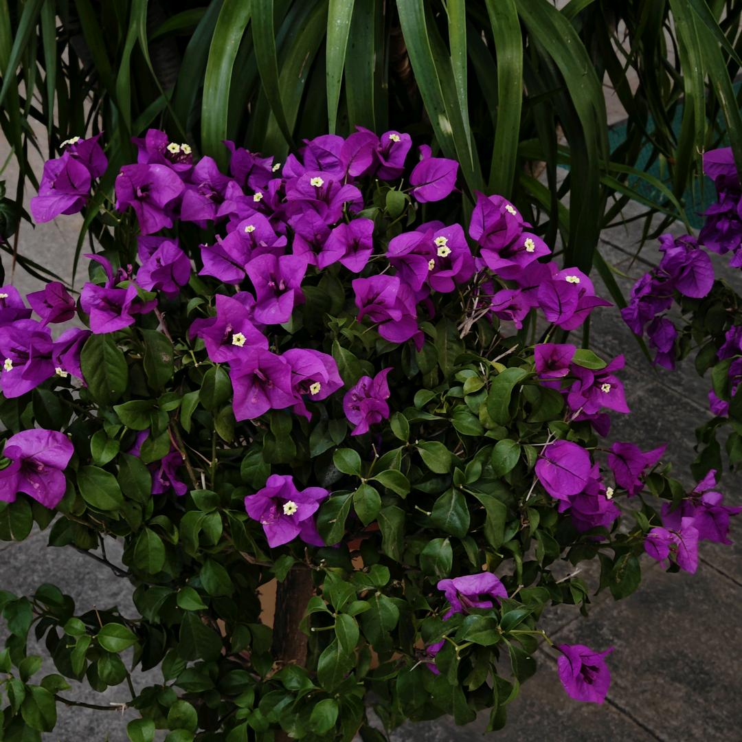 羽绒随你红衣服