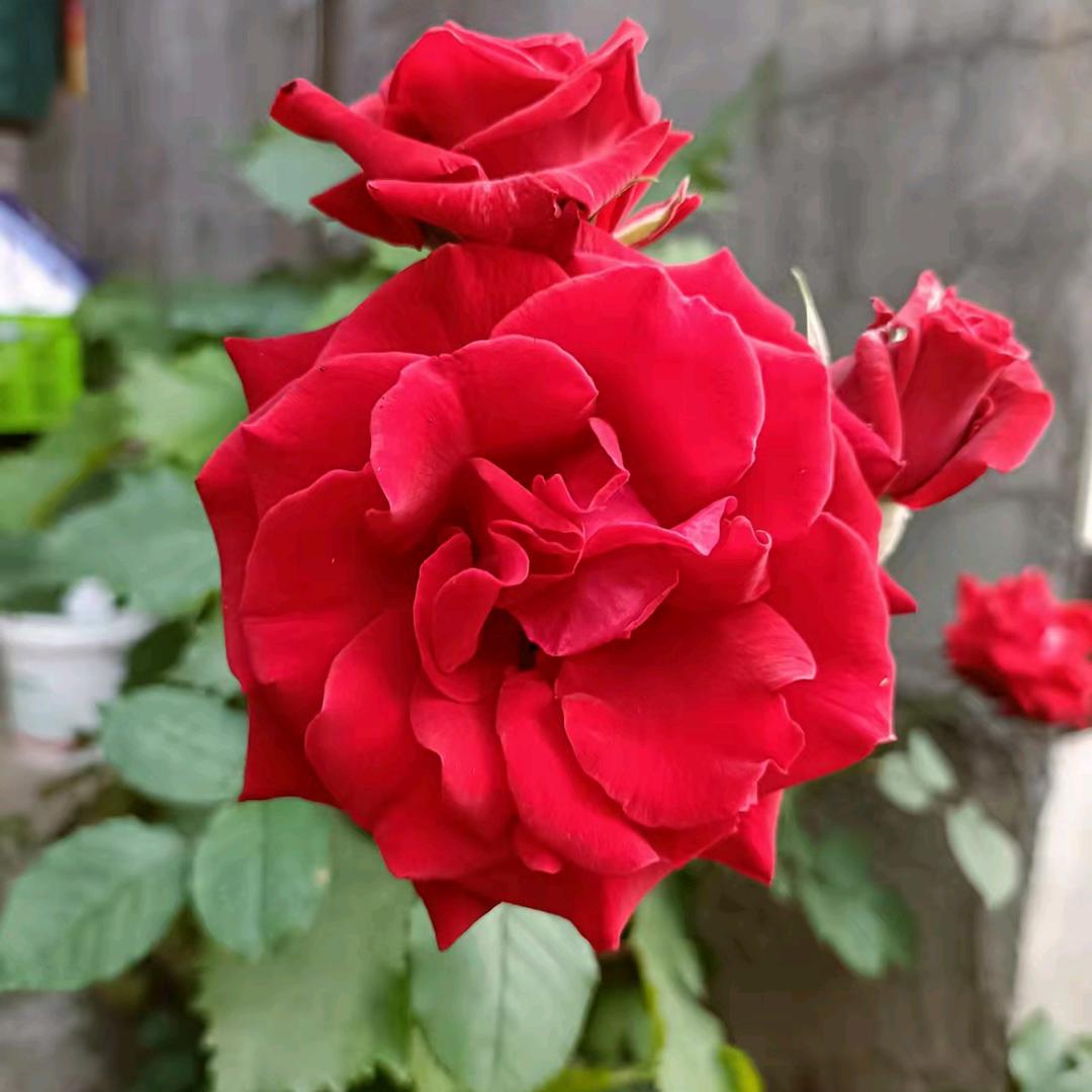 永远想女儿的思念