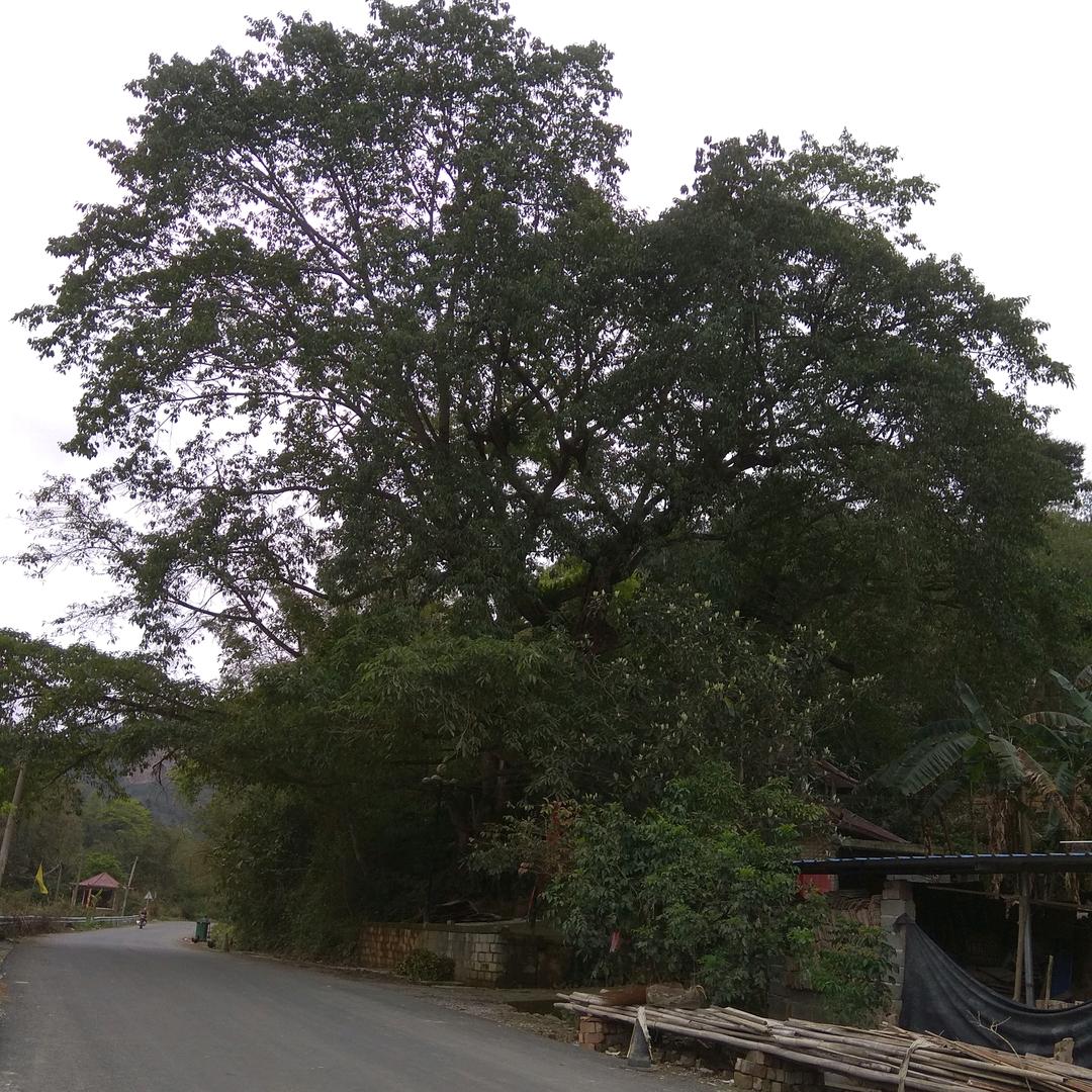 诚信&低调