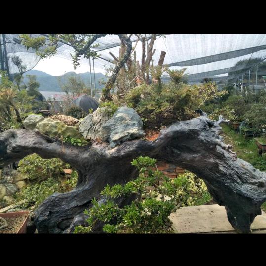 ♬♩♫笑叹无缘♫♩♬