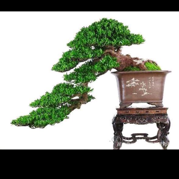 晓忙盆景园艺
