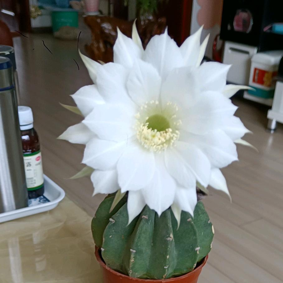 夏之恋