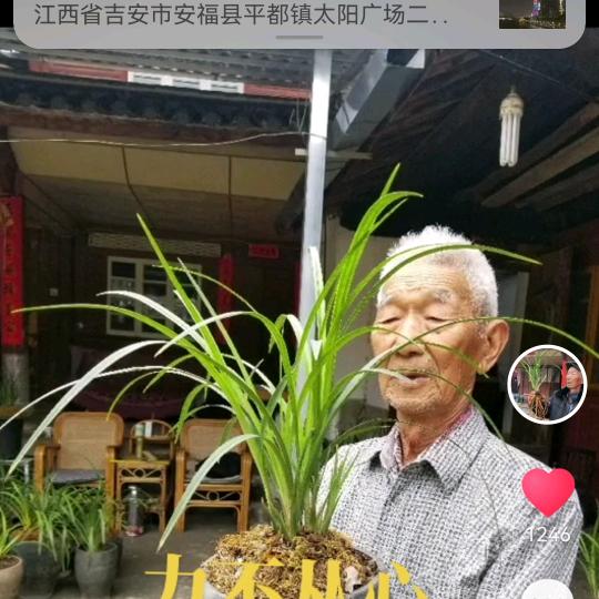 兰大叔