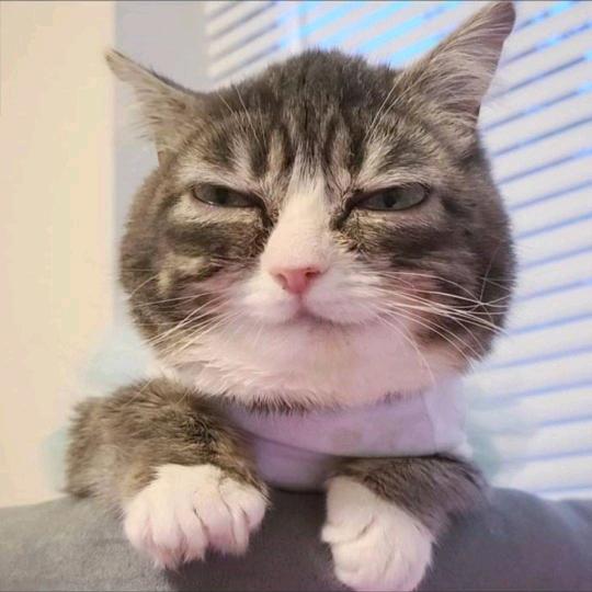 胖次变成小黄鸡飞走了🍃