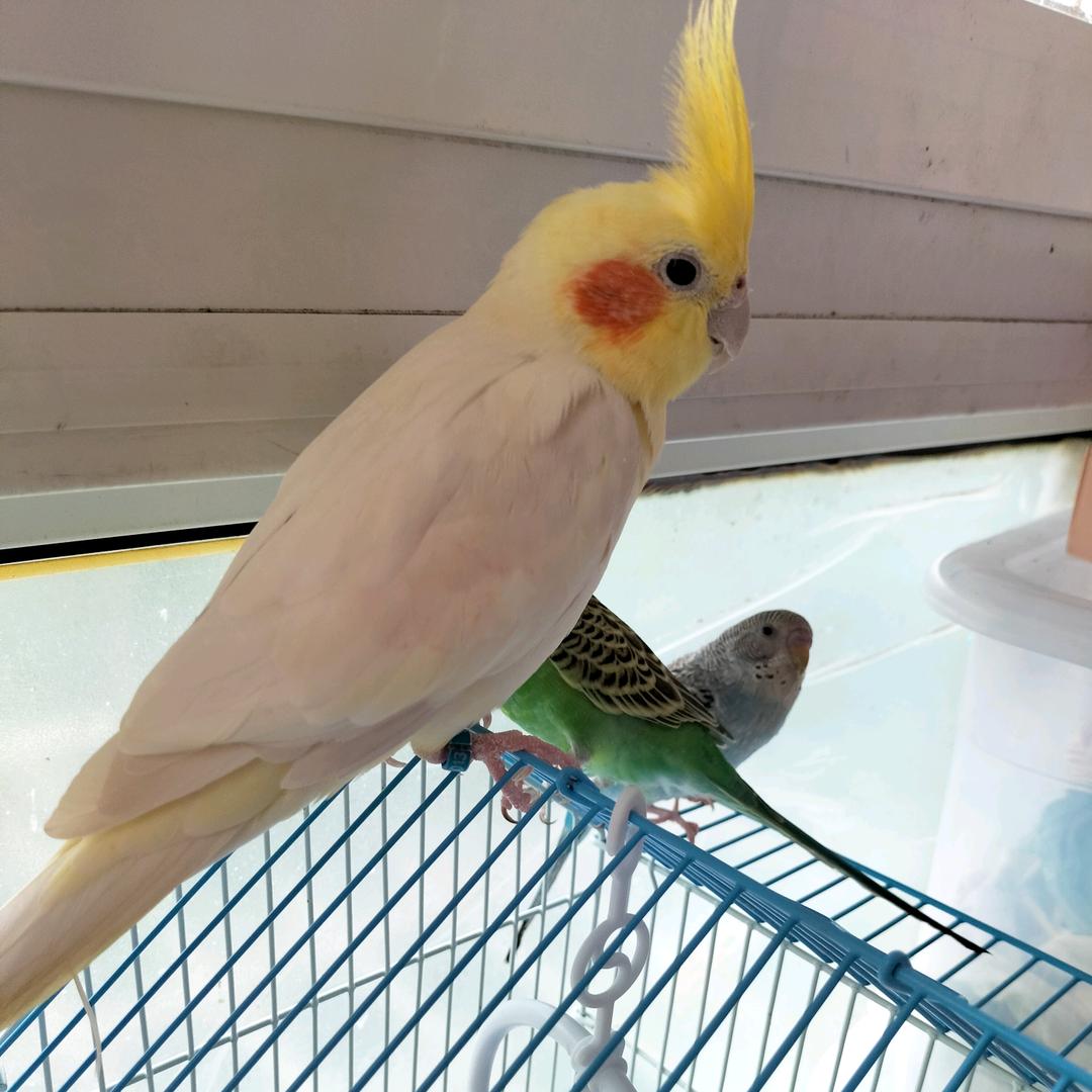 雅澜   花语鲜花花艺🌷🌷🌷