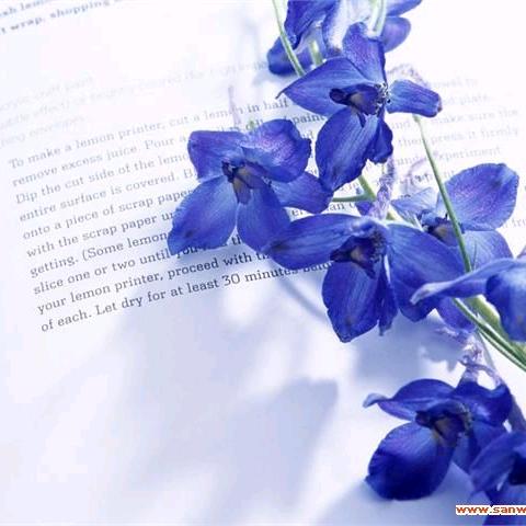 微风起时满院蔷薇香