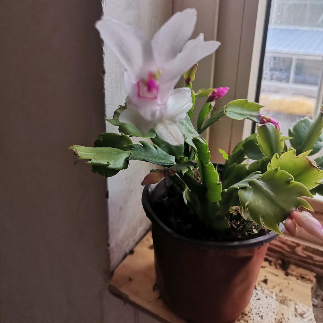 安康乐贵胫腓骨骨折的日子