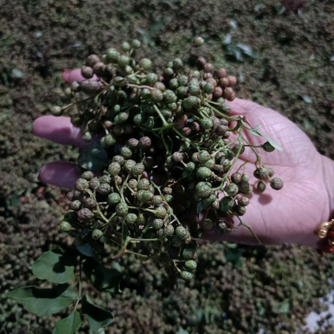 大王花椒购销