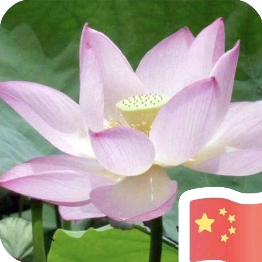 水荷