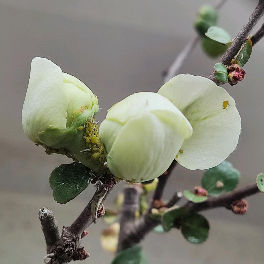 沉末高羊