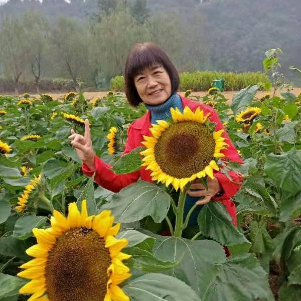 王道媛