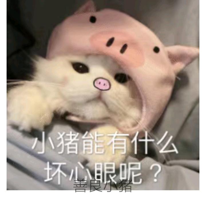 懒猫咪