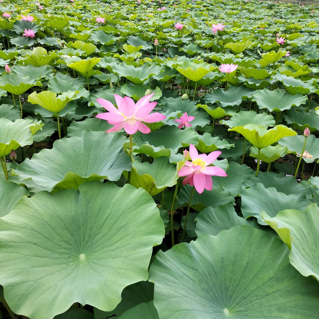 亮哥