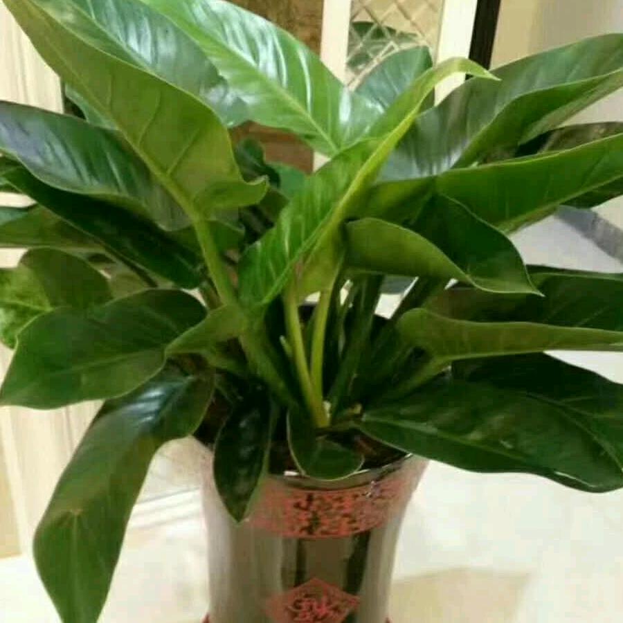 拨云明佰丽菁专卖店