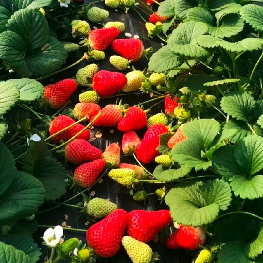 清集原味草莓采摘园