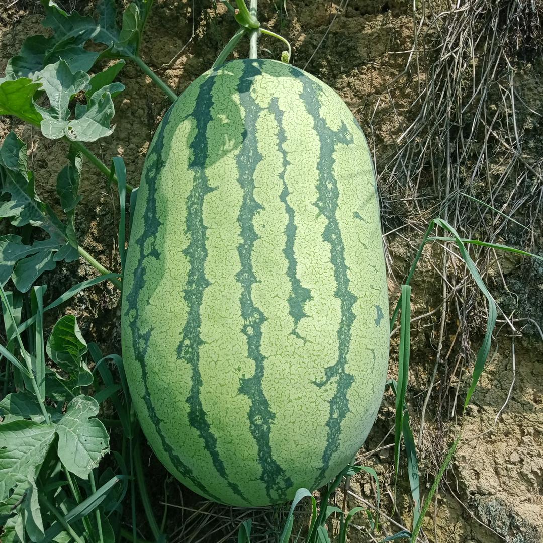 三只羊好物推荐