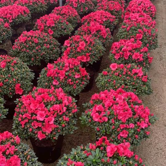 长城花卉（互赞）