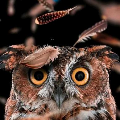 猫头鹰🦉