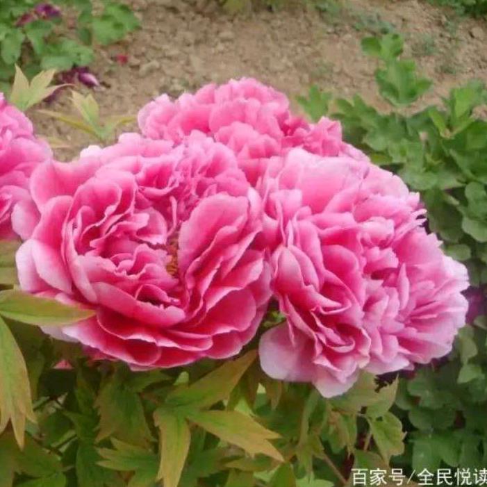贵人请留步