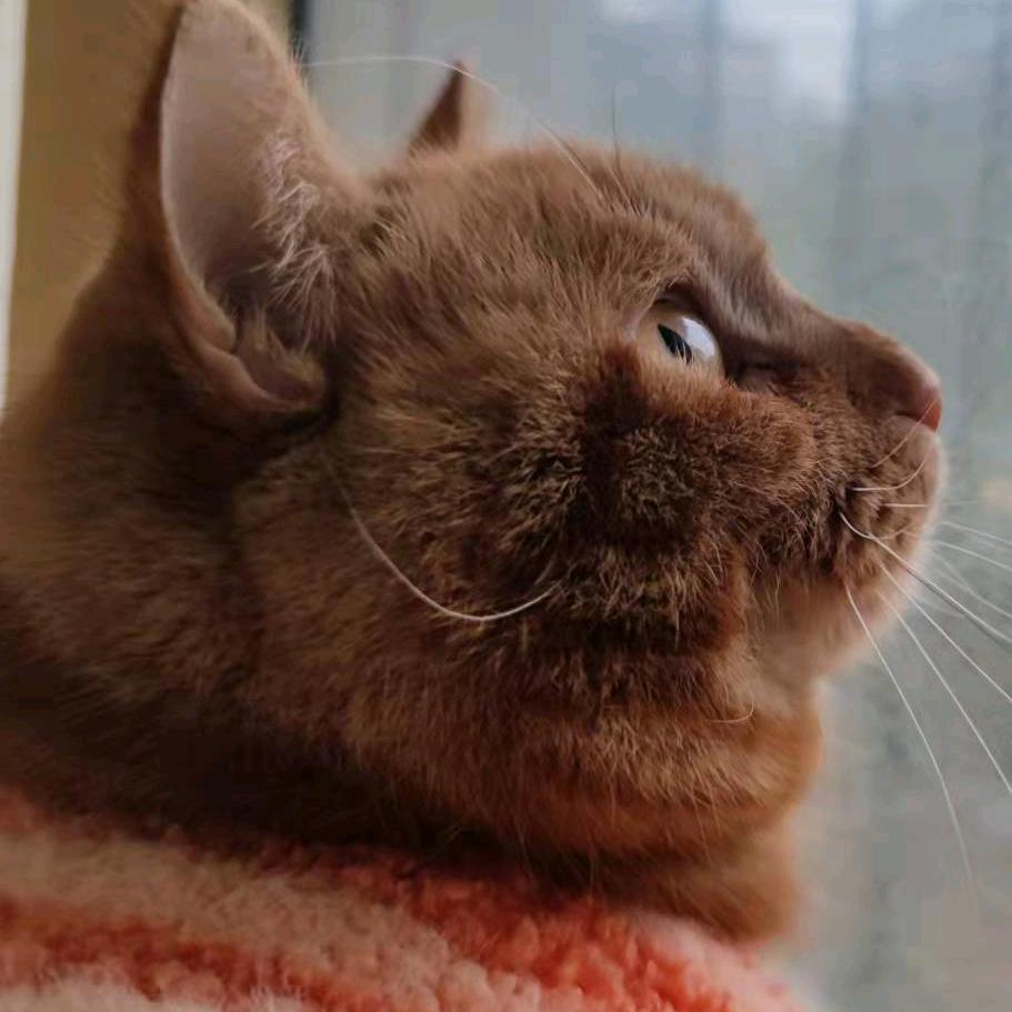 怀旧服范沃森的猫