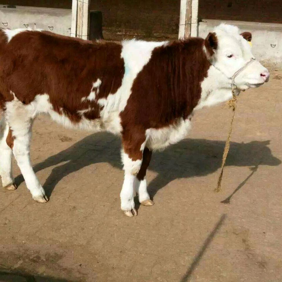 庆国肉牛养殖
