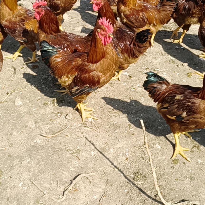 周至散养大公鸡：土鸡蛋