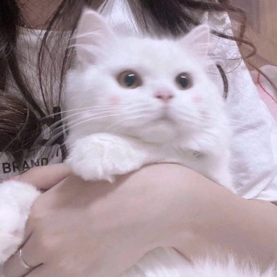 滚球！